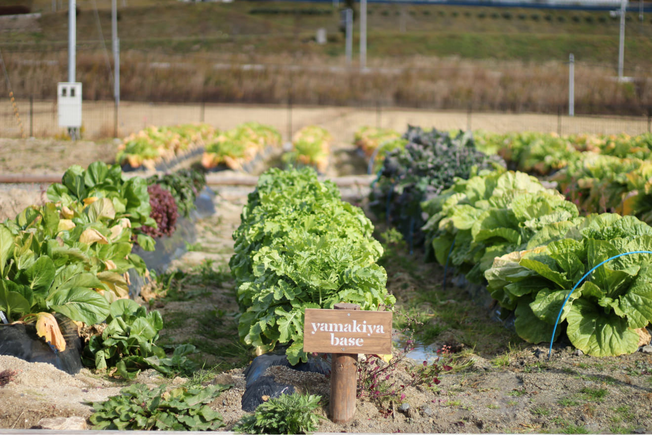 さまざまな野菜が育つ体験農園